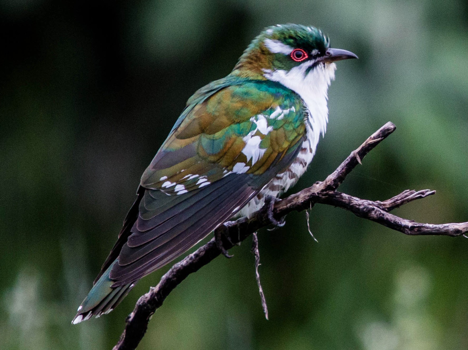 African Emerald Cuckoo