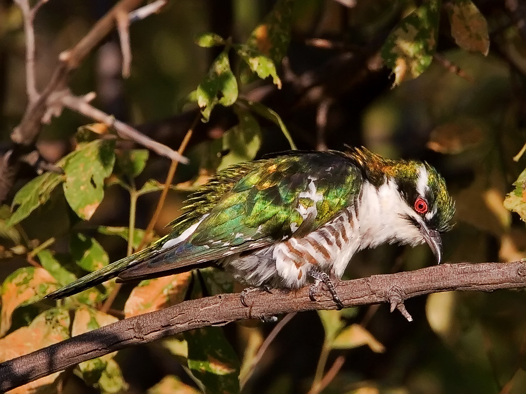 African Emerald Cuckoo Nest