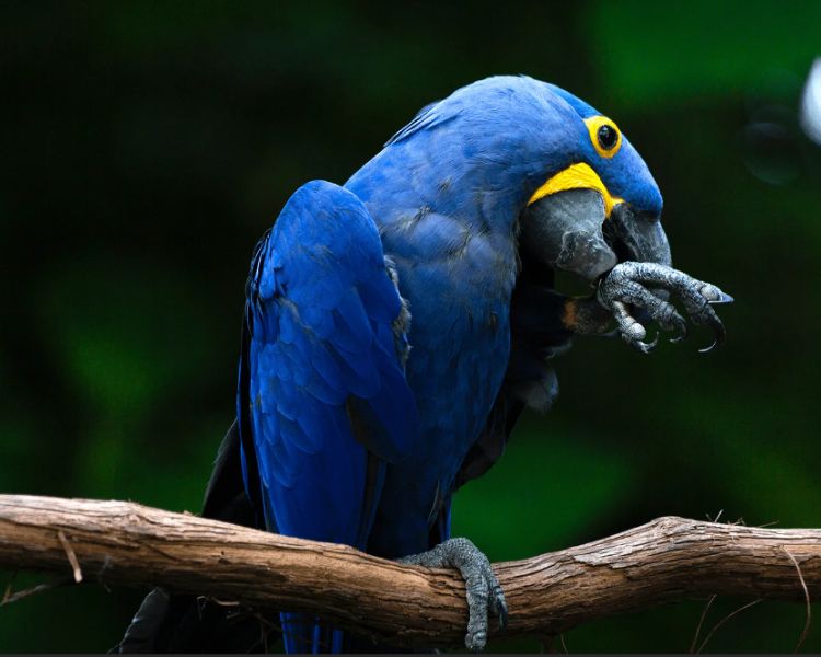 B83.Discovering Nature’s Vibrant Beauty: Exploring 9 Stunning Parrot Species