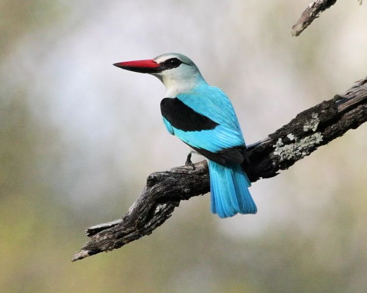 Exploring the Enchanting Woodland Kingfishers: Masters of the Forest Canopy