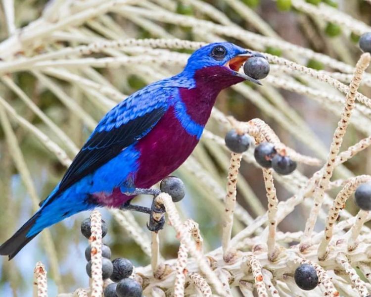 QL Majestic Splendor: Unveiling the Enchanting Beauty of the Purple-breasted Cotinga in the Heart of Tropical Wilderness