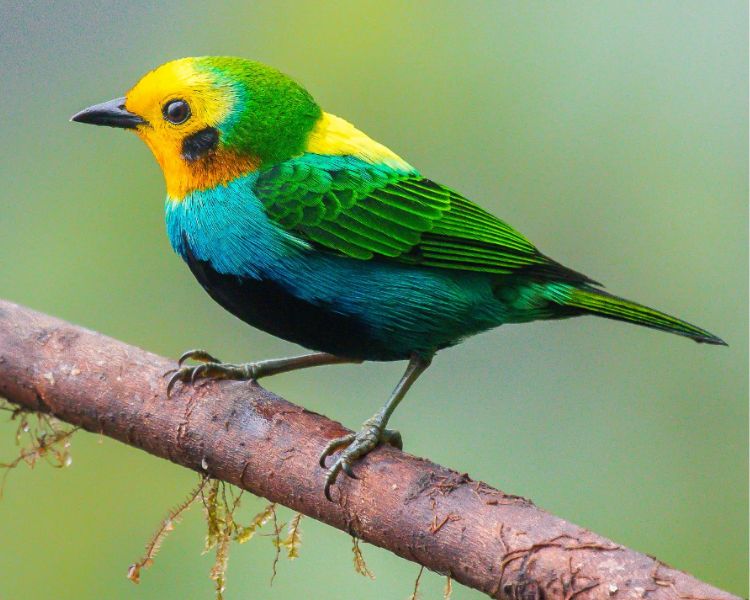 Multicolored Tanager graces the landscape with its enchanting presence ...