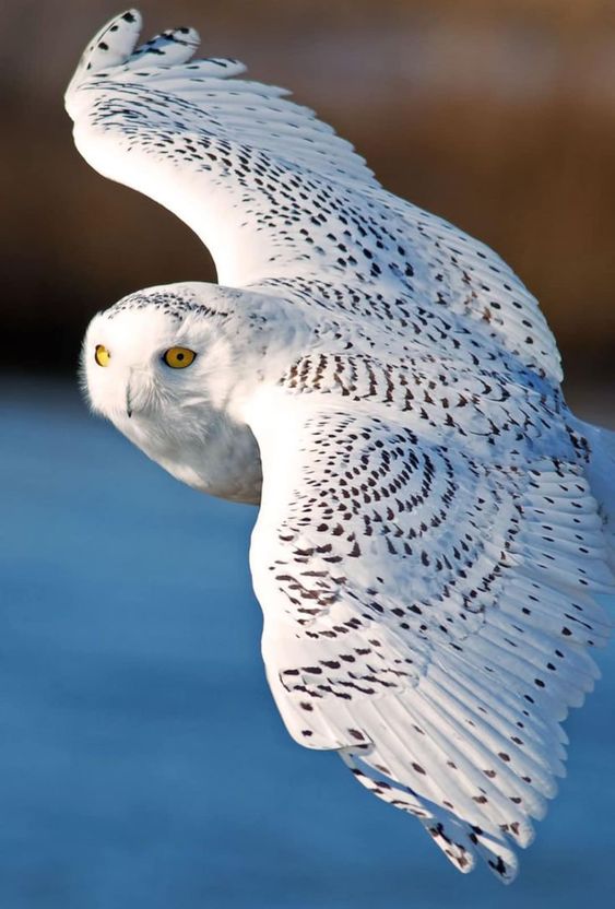 A Rare Delight: Snowy Owl's Unforgettable Visit to Central Park ...