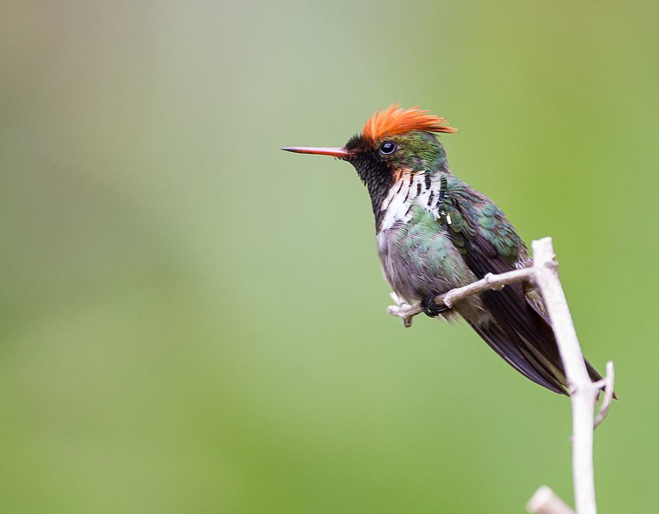 Mesmerizing Colors, Graceful Flights, and Vital Ecological Roles: Celebrating the Magnificent Hummingbird’s Enchanting Presence