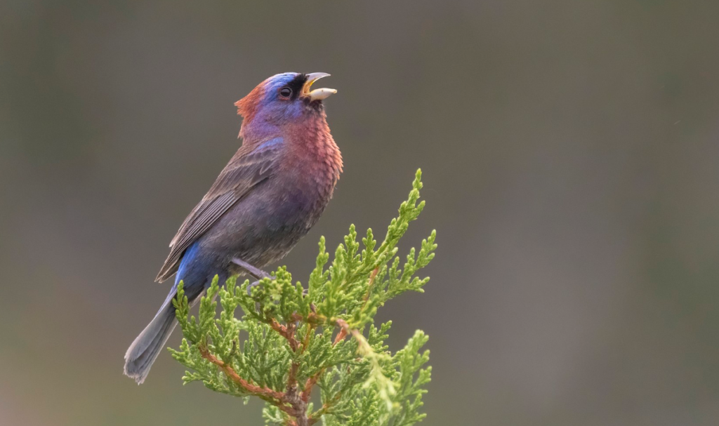 Celebrating the Varied Bunting: Nature's Artistic Marvel - Breaking ...