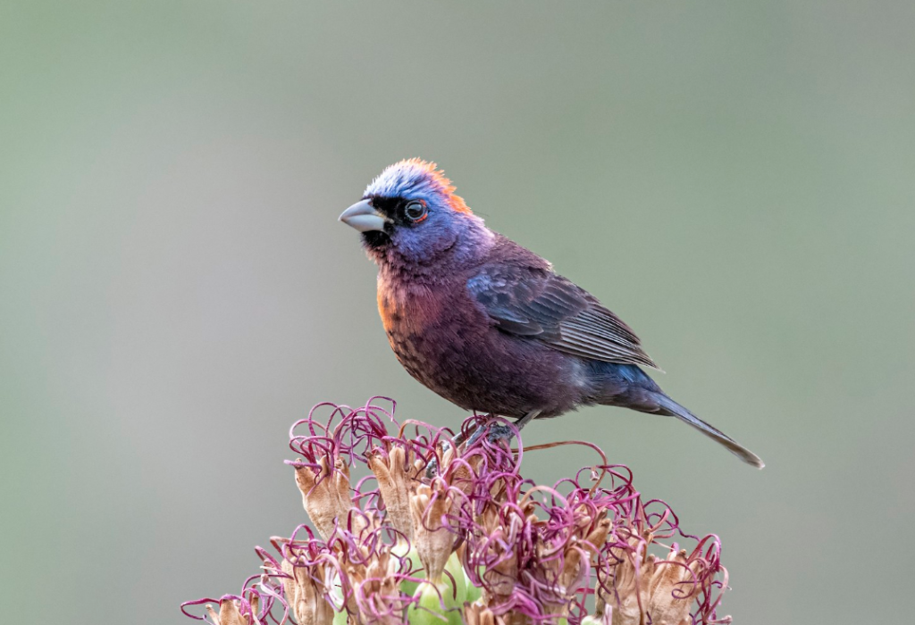 Celebrating the Varied Bunting: Nature's Artistic Marvel - Breaking ...