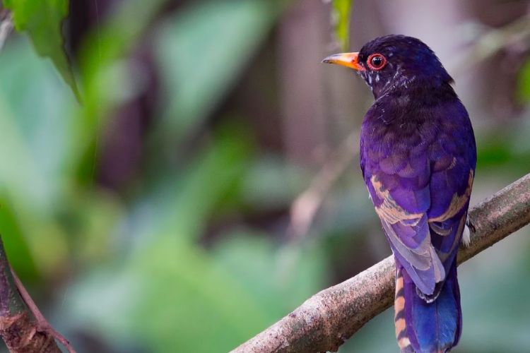 The Magnificent Violet Cuckoo: A Fascinating Bird of Southeast Asia