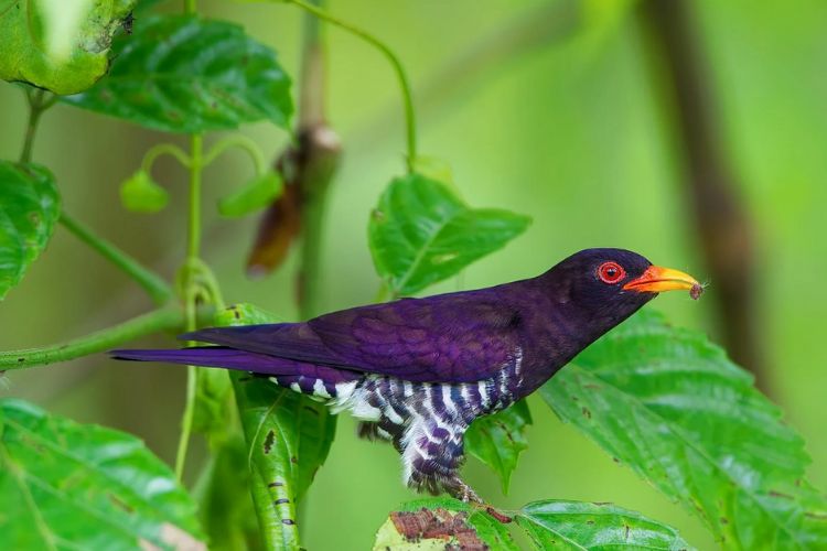 The Magnificent Violet Cuckoo: A Fascinating Bird of Southeast Asia