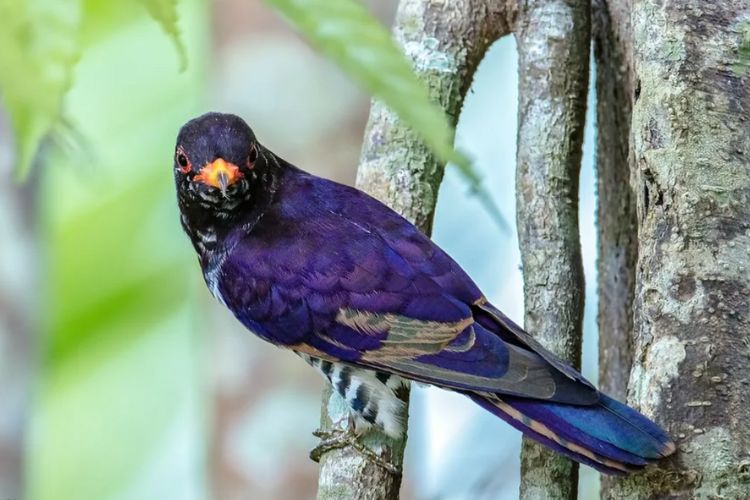 The Magnificent Violet Cuckoo: A Fascinating Bird of Southeast Asia