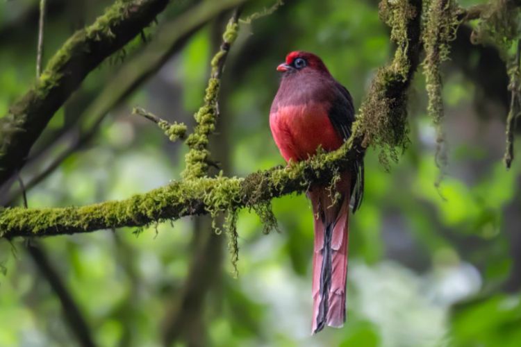 Unveiling the Enigmatic Charm of Ward’s Trogon: The Jewel of Southeast Asian Rainforests