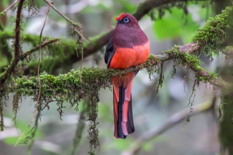 Unveiling the Enigmatic Charm of Ward’s Trogon: The Jewel of Southeast Asian Rainforests