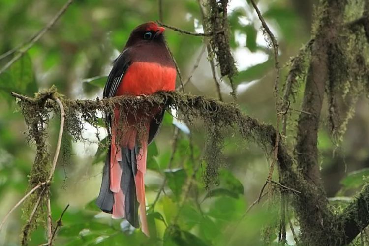 Unveiling the Enigmatic Charm of Ward’s Trogon: The Jewel of Southeast Asian Rainforests