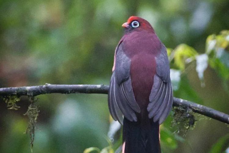 Unveiling the Enigmatic Charm of Ward’s Trogon: The Jewel of Southeast Asian Rainforests