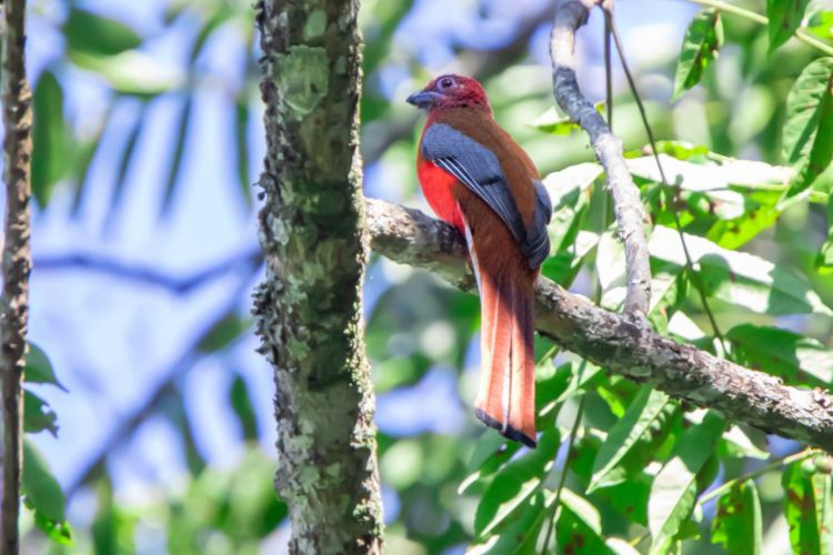 Unveiling the Enigmatic Charm of Ward’s Trogon: The Jewel of Southeast Asian Rainforests