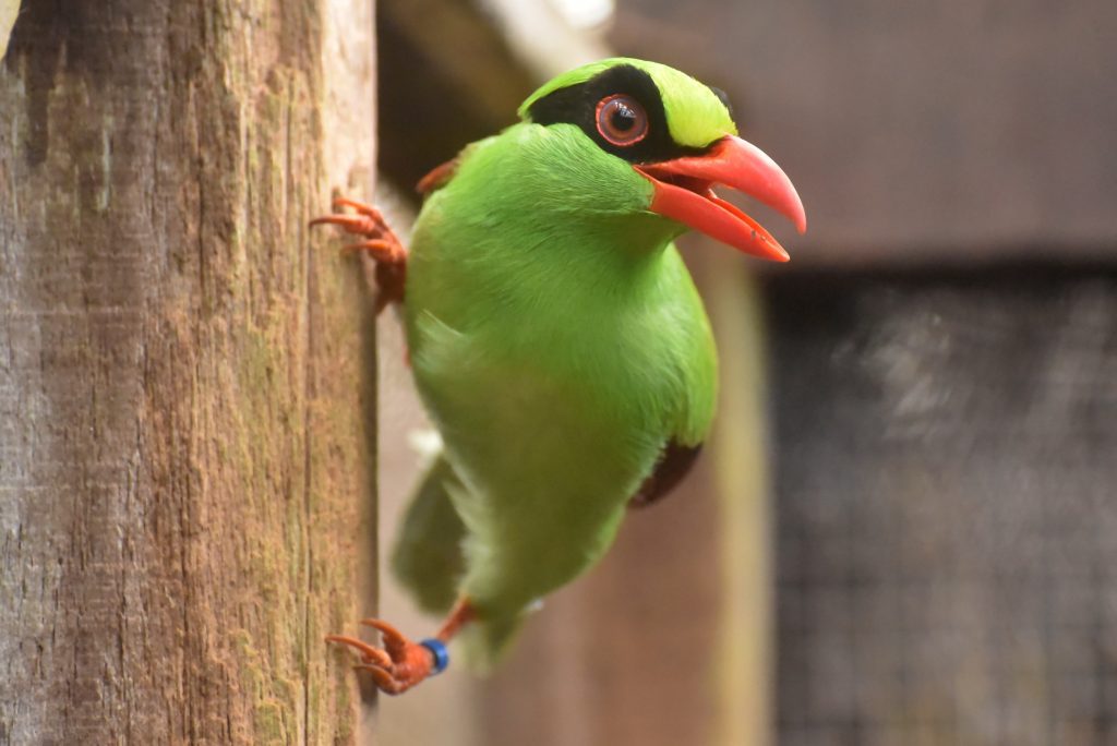 Close-up of a Green Magpie