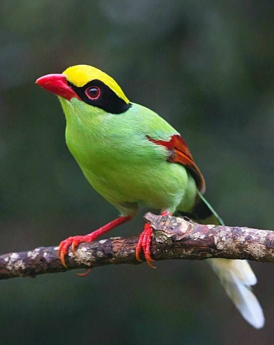 Green Magpie in the forest