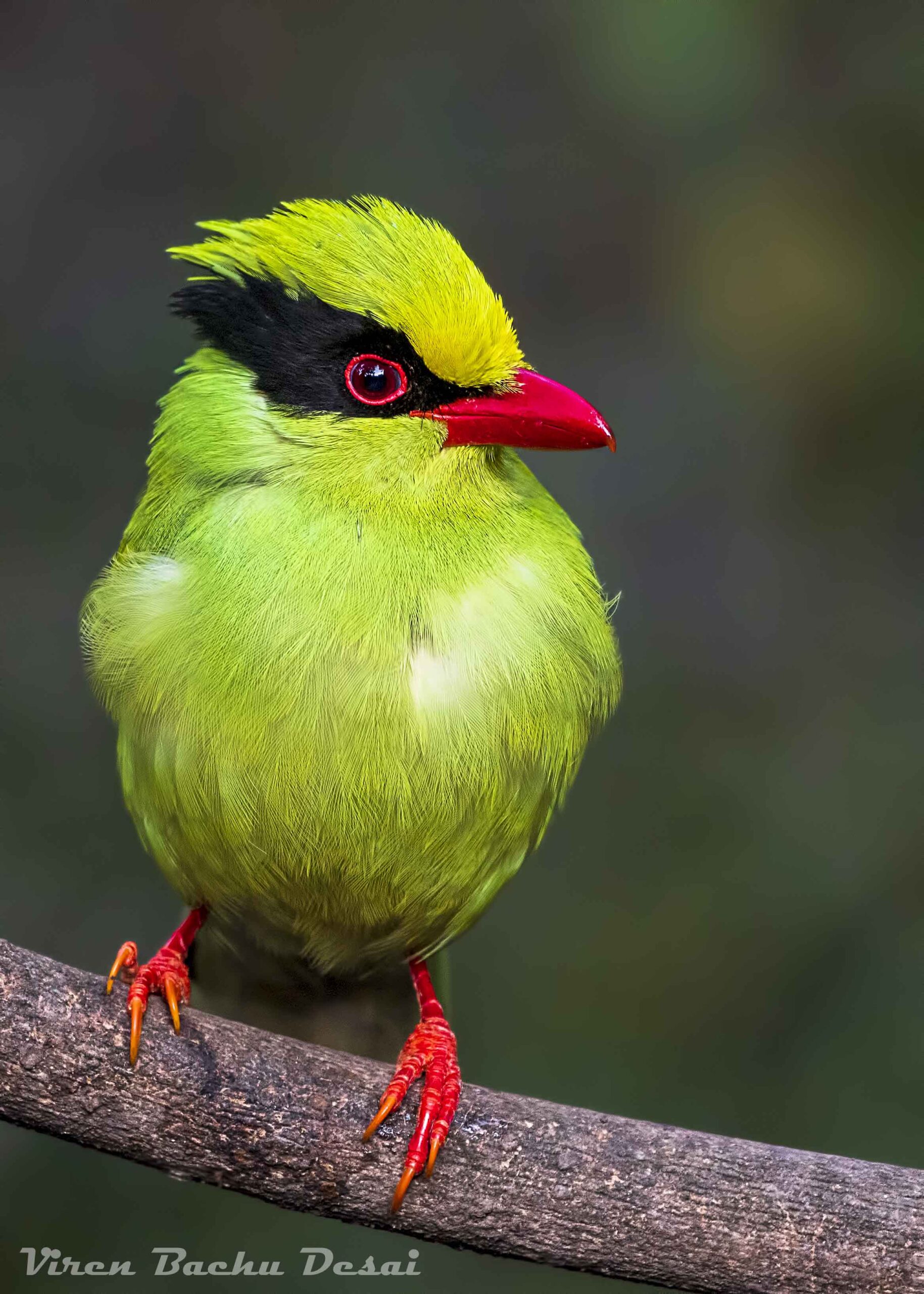 Green Magpie feeding