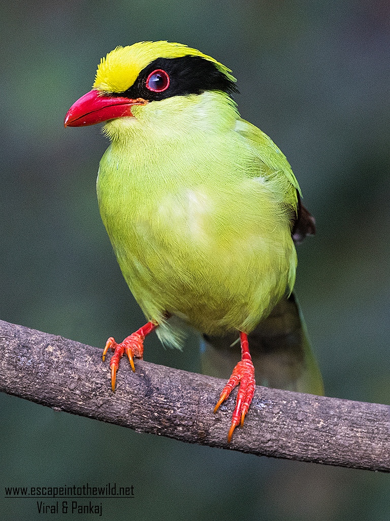 Green Magpie conservation efforts