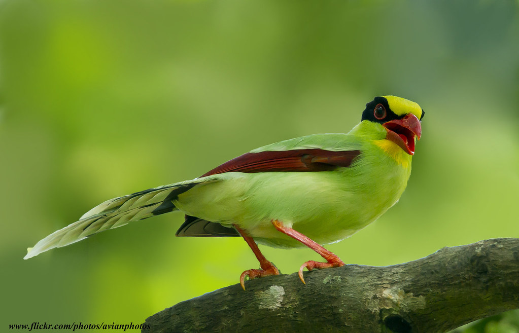 Green Magpie in conservation area