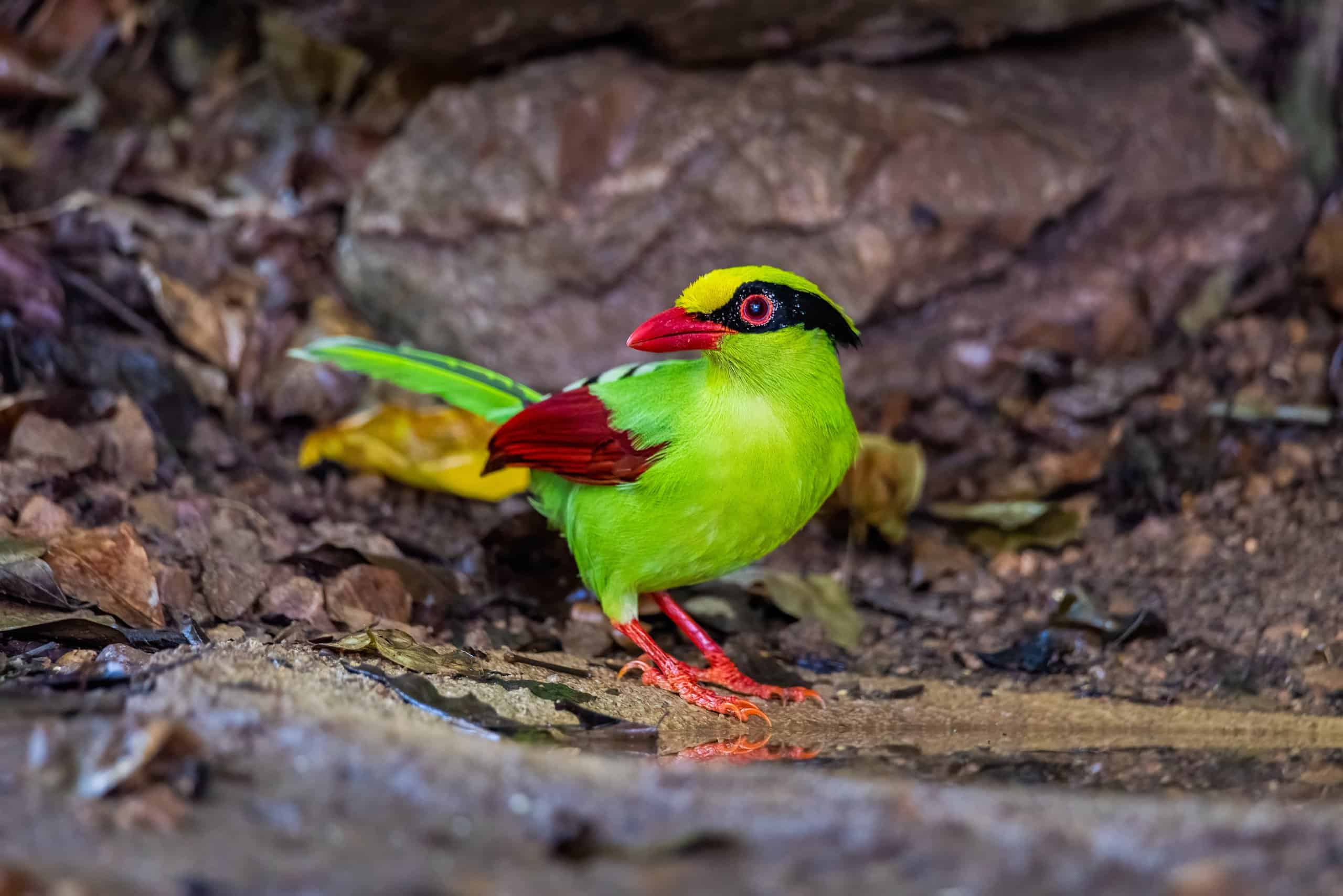 Green Magpie close-up