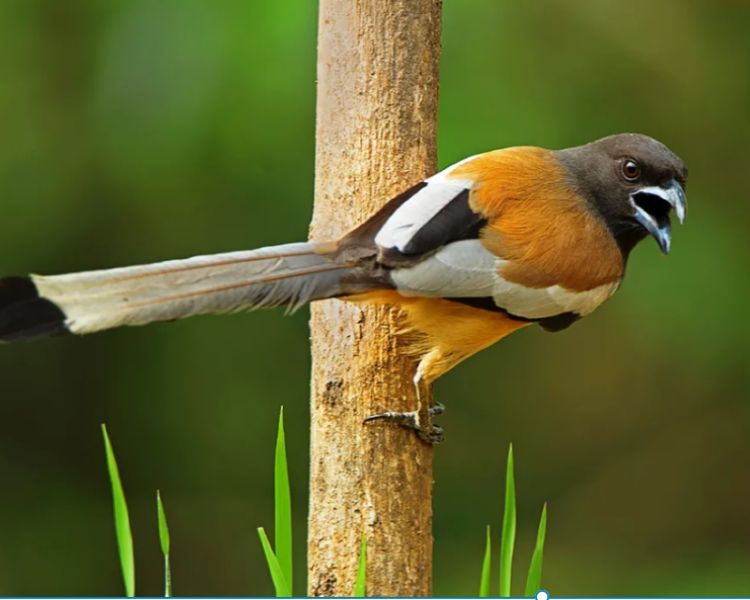QL With its striking black and white plumage adorned by a touch of russet, the Rufous Treepie exudes charm, a lively ambassador of avian elegance in nature’s symphony.