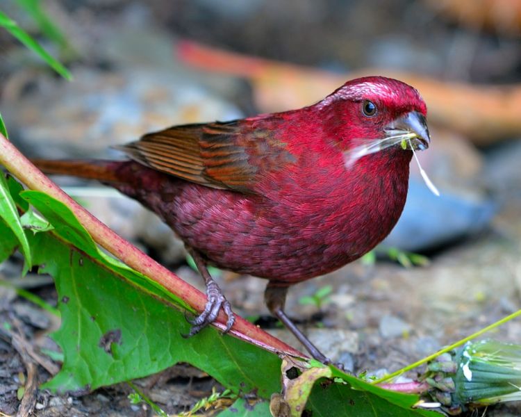 Vinaceous Rosefinch, scientifically known as “Carpodacus vinaceus,” is ...