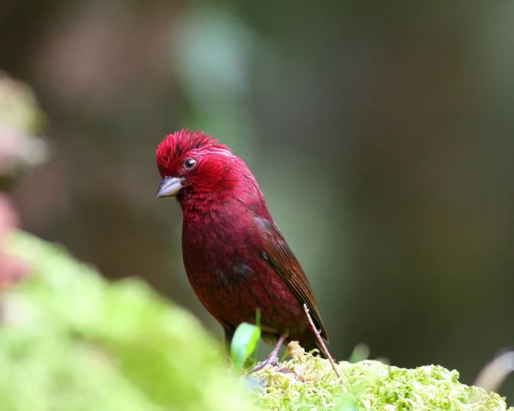 Vinaceous Rosefinch, scientifically known as “Carpodacus vinaceus,” is ...