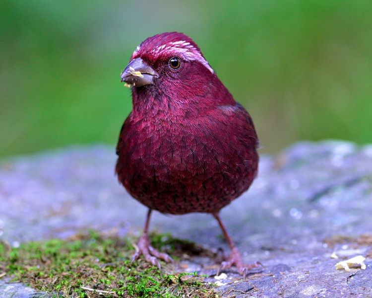 Vinaceous Rosefinch, scientifically known as “Carpodacus vinaceus,” is ...