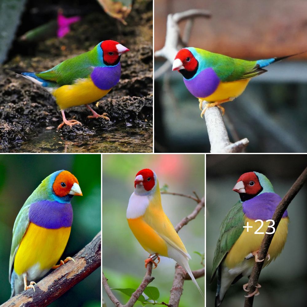 Discovering 15 Fascinating Facts About the Gouldian Finch - THE NEWSDAY