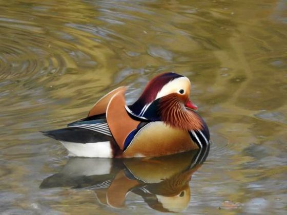 Mandarin Duck's Splendor: A Captivating Ballet of Exquisite Plumage and ...