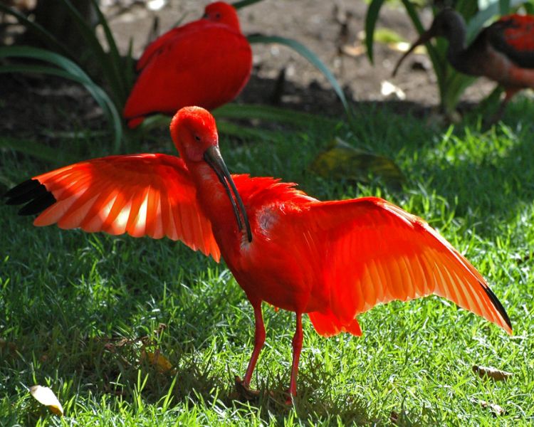 nv5. Dive deep into the captivating allure of the Scarlet Ibis, where 