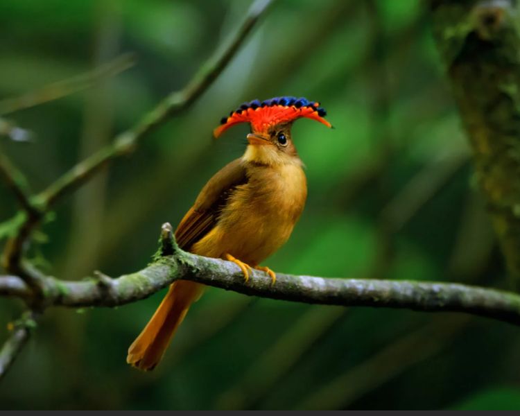QL Spectacular Splendor: Unveiling the Magnificent Beauty of the Pacific Royal Flycatcher, Nature’s Crown Jewel of Avian Elegance.