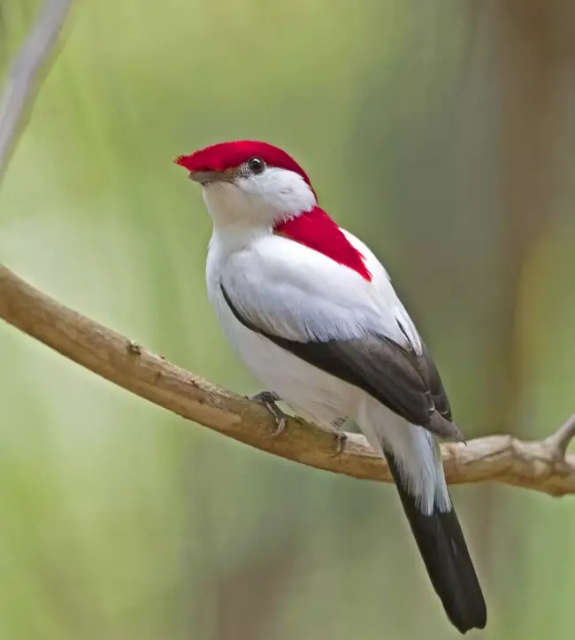 QL Behold the exquisite beauty of the Araripe Manakin, a winged marvel graced with vibrant hues and mesmerizing elegance in the heart of nature.