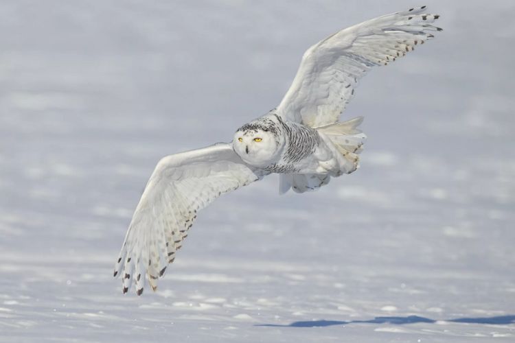 Discover the Majestic Snowy Owl: Beauty, Grace, and Survival in the ...