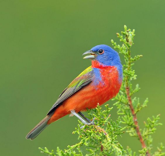 NV4. Feathered Spectacle Delving into the Mesmerizing Hues and