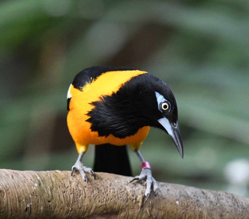 Discover the Vibrant Splendor of the Venezuelan Troupial: A Stunning ...