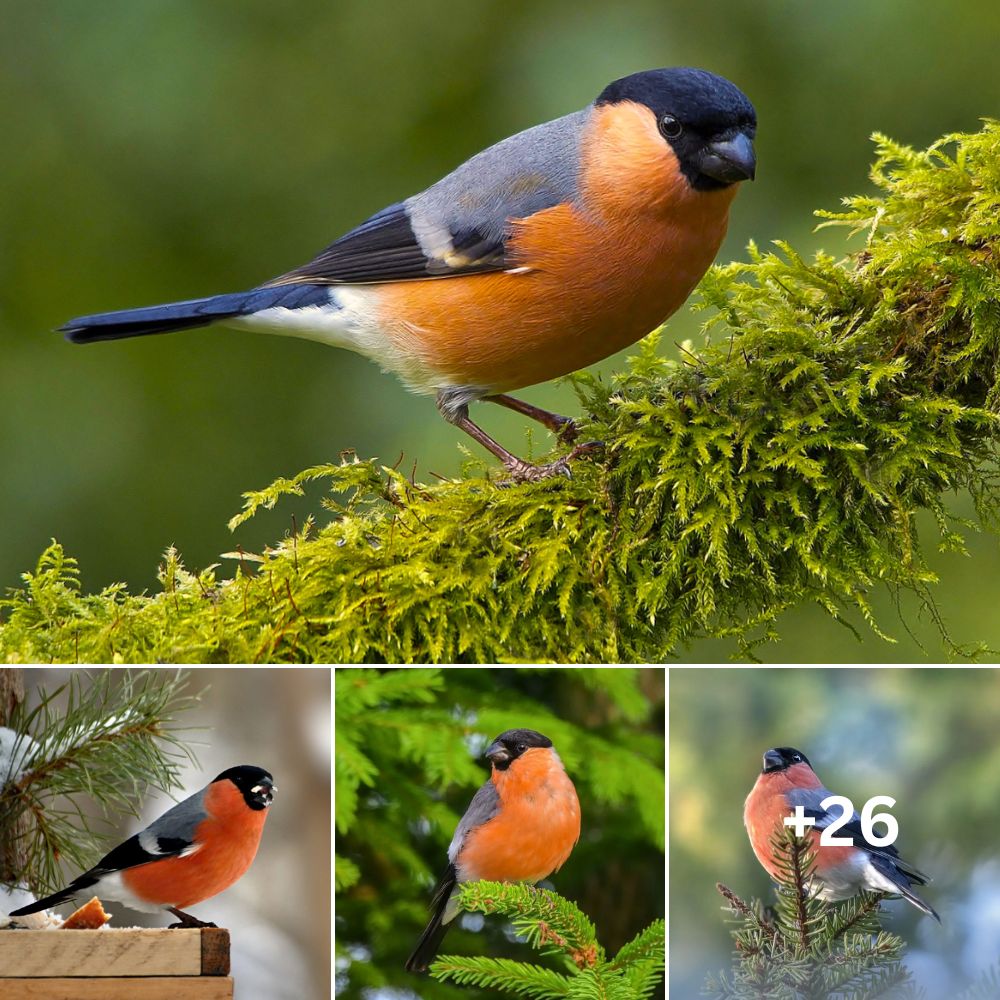 Graceful splendor in every feather. The Eurasian Bullfinch, a true ...