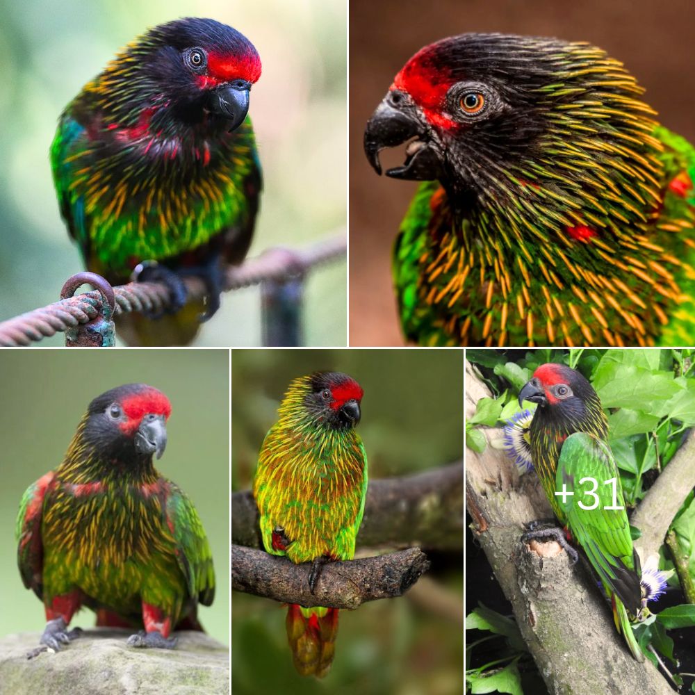 Behold the mesmerizing allure of the Chalcopsitta sintillata parrot, a ...