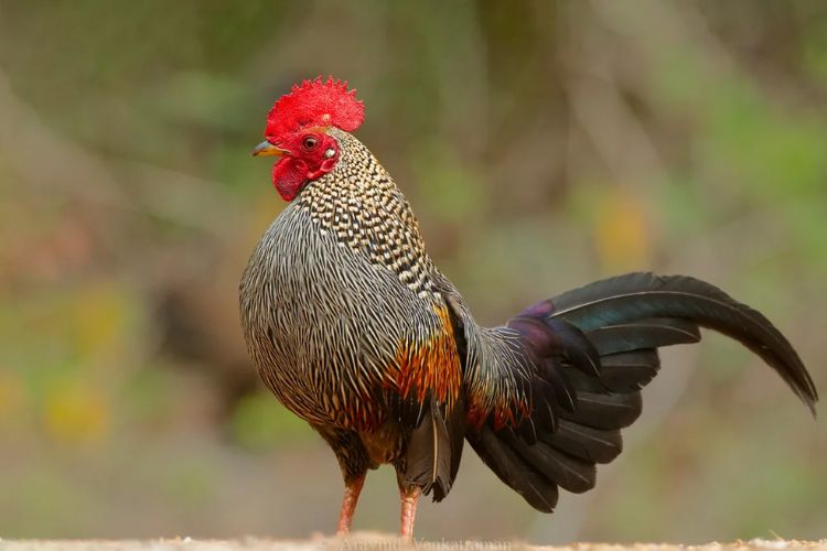 The Grey Jungle Fowl, celebrated for its vibrant, iridescent feathers ...