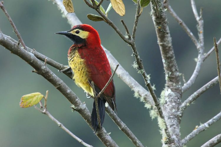 B83.Unveiling the Vibrant World of the Crimson Mantled Woodpecker: A Colorful and Fascinating Discovery